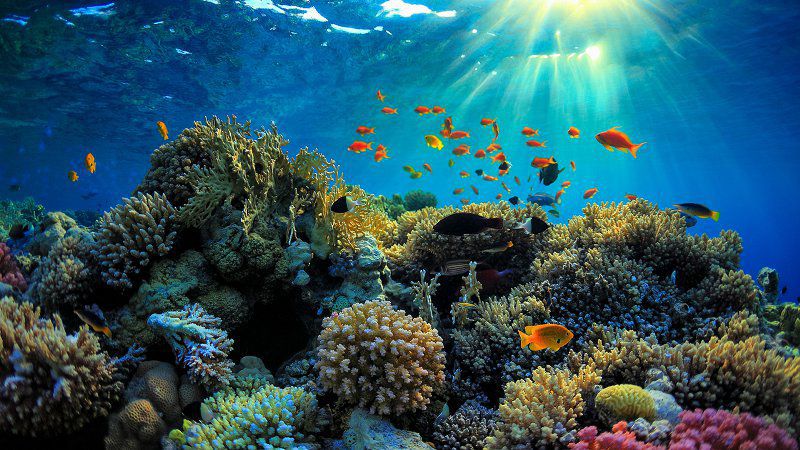 World’s Stylish Aquarium - The Australian Great Barrier Reef